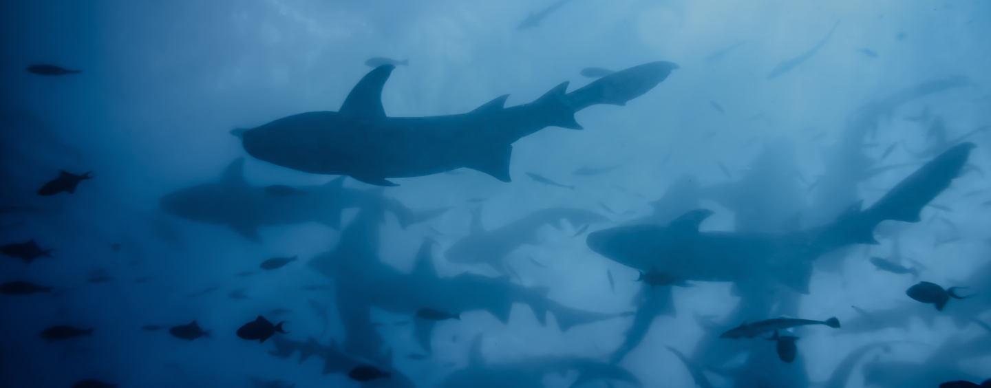 Latest Editors’&nbsp;Picks